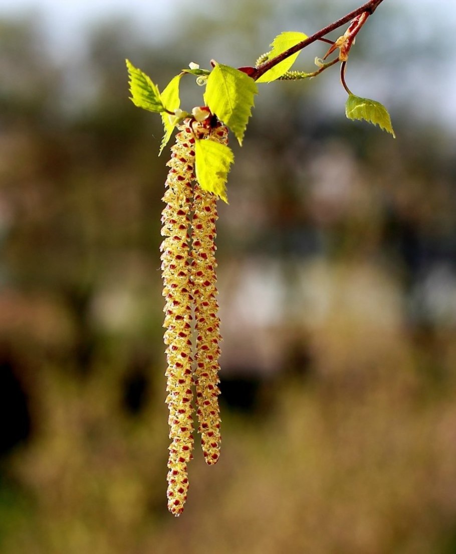 Верба Ива с серёжками