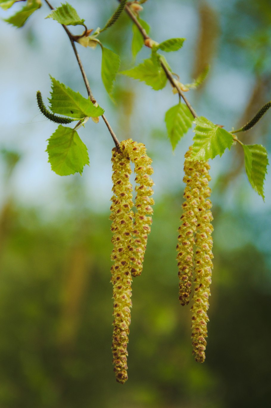 Березовая роща березы с сережками