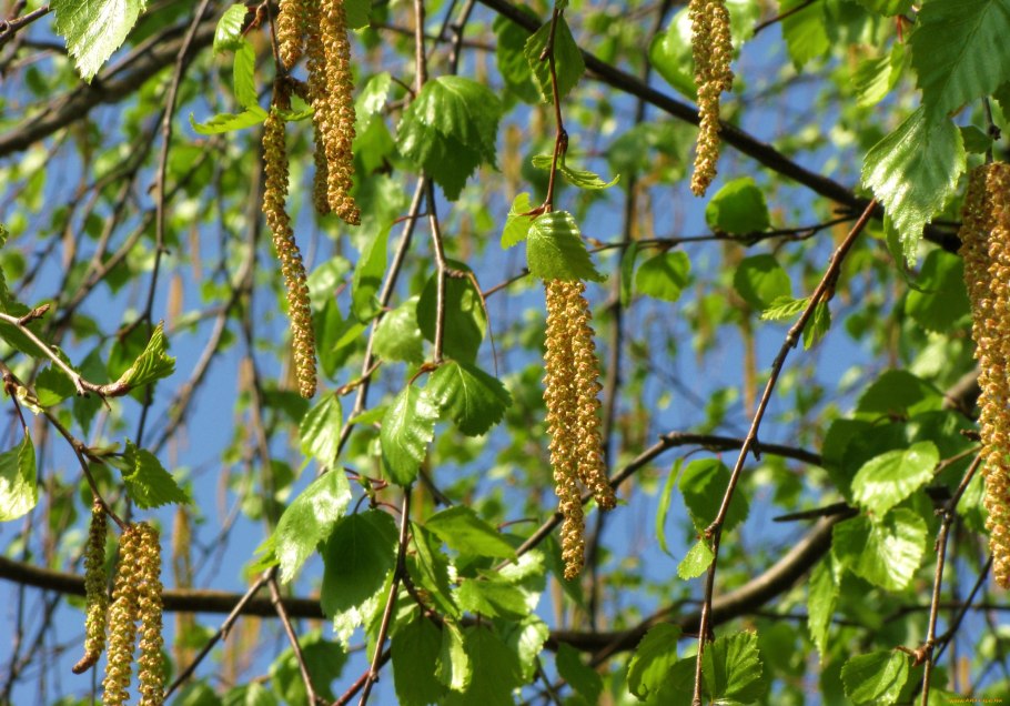 Береза повислая почки
