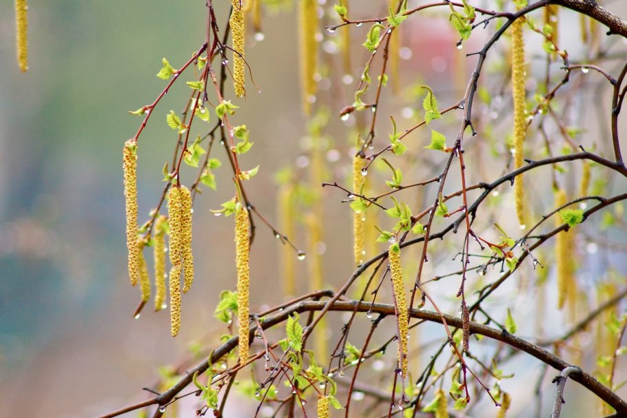 Birch catkins