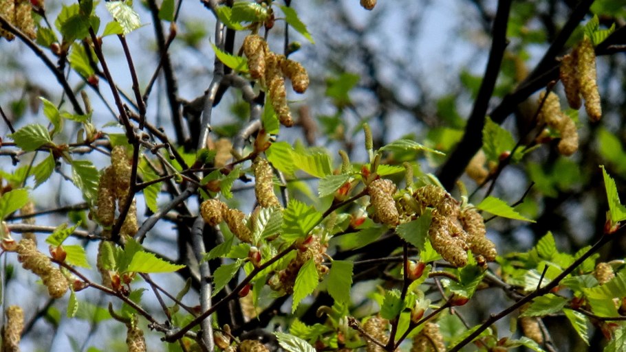 Берёза повислая серёжки