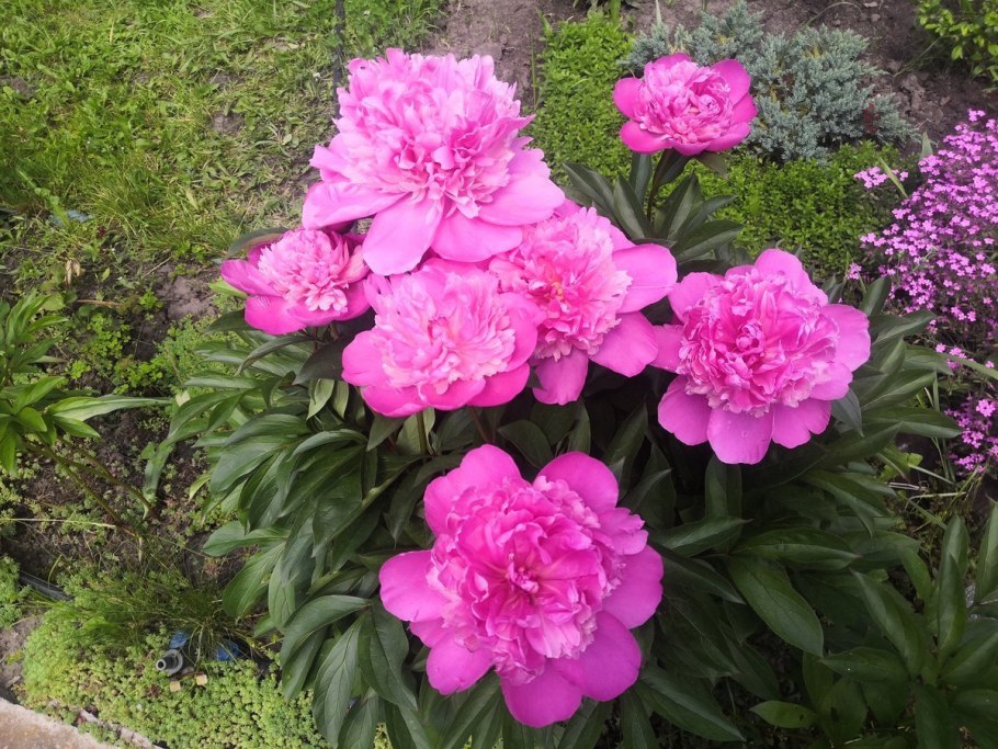 Paeonia (пион) Lowell Thomas