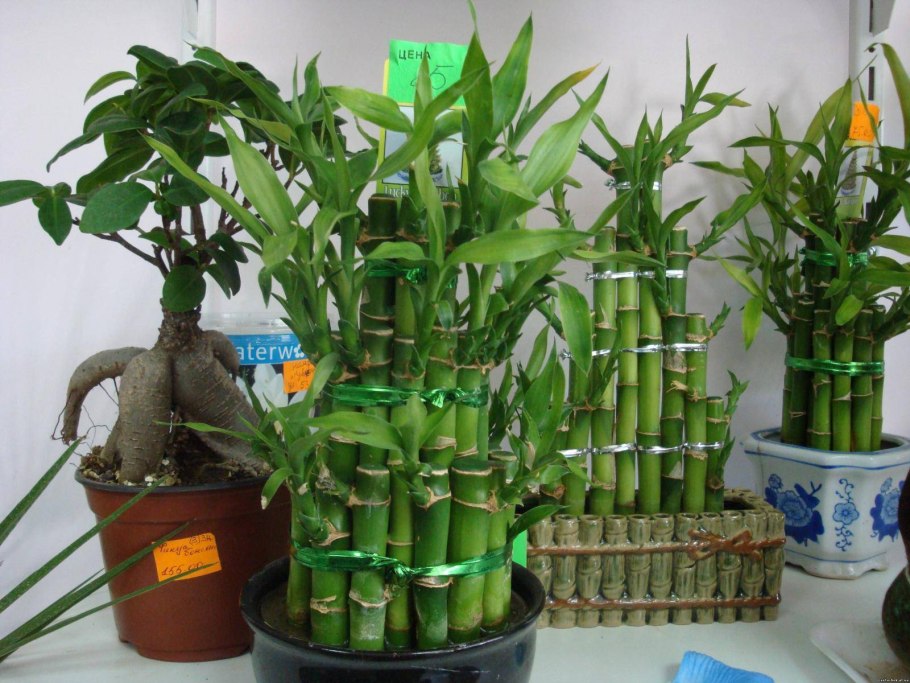 Драцена Сандера Dracaena sanderiana