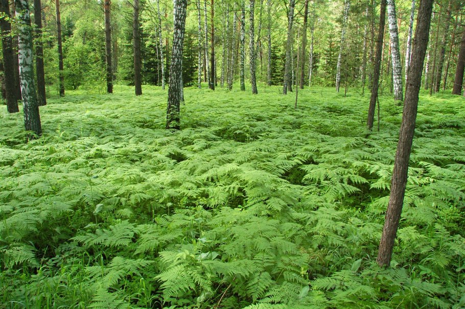 Папоротник Щитовник Лесной