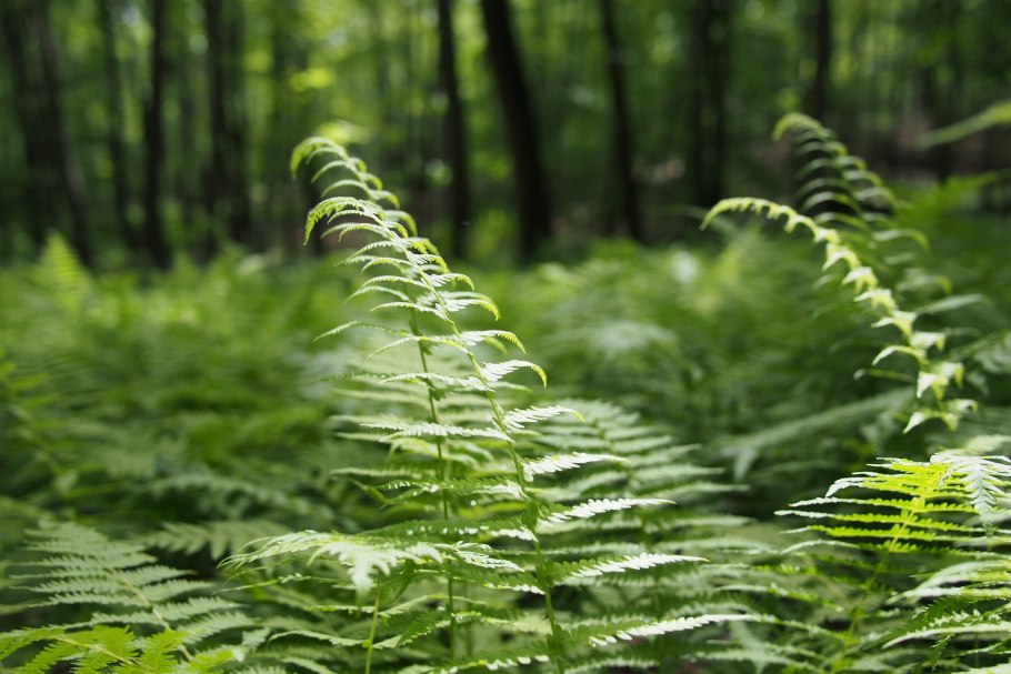 Микрограмма папоротник