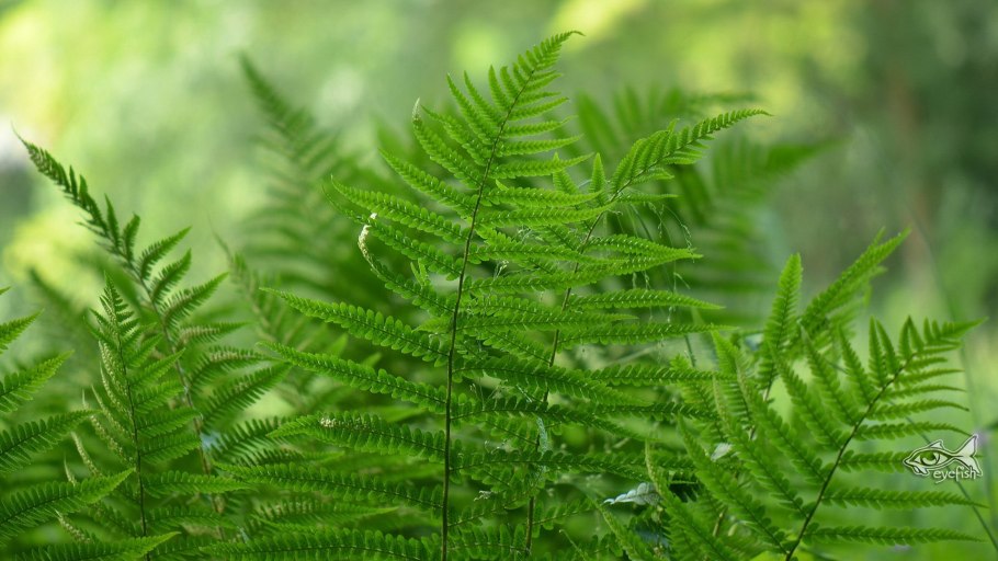 Гигрофит папоротник