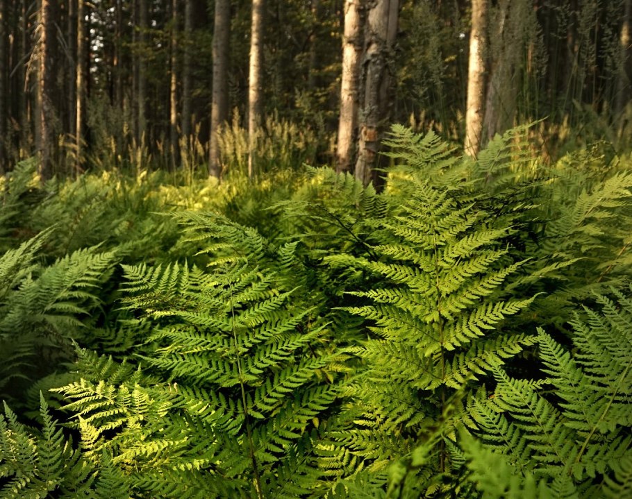 Папоротник Лесной и куст