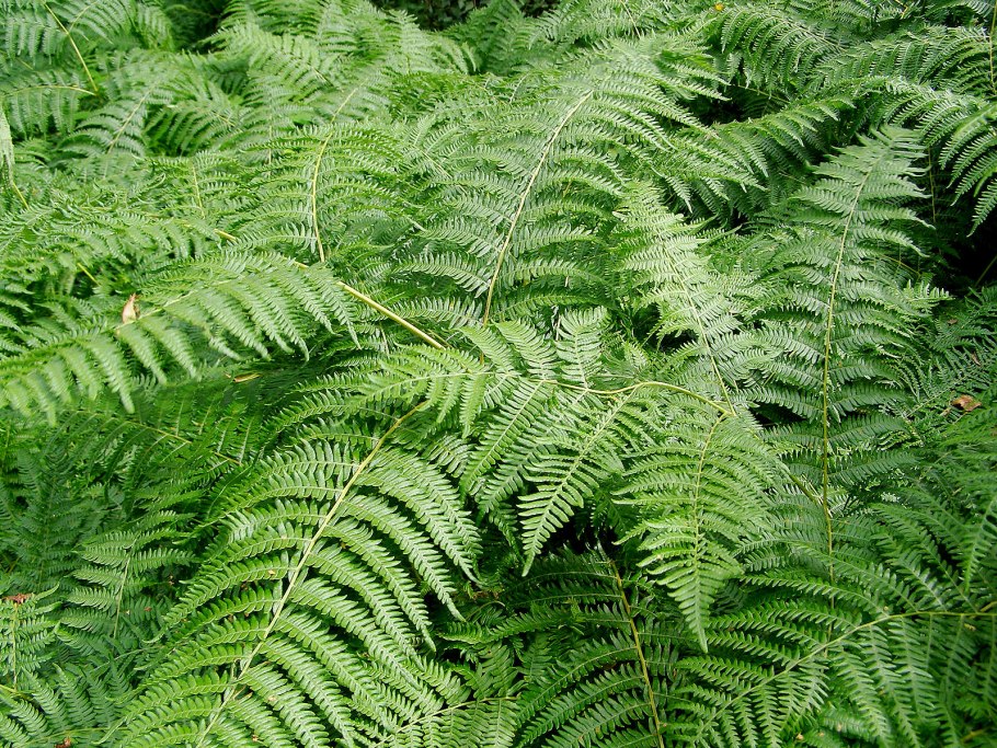 Папоротник орляк заросли