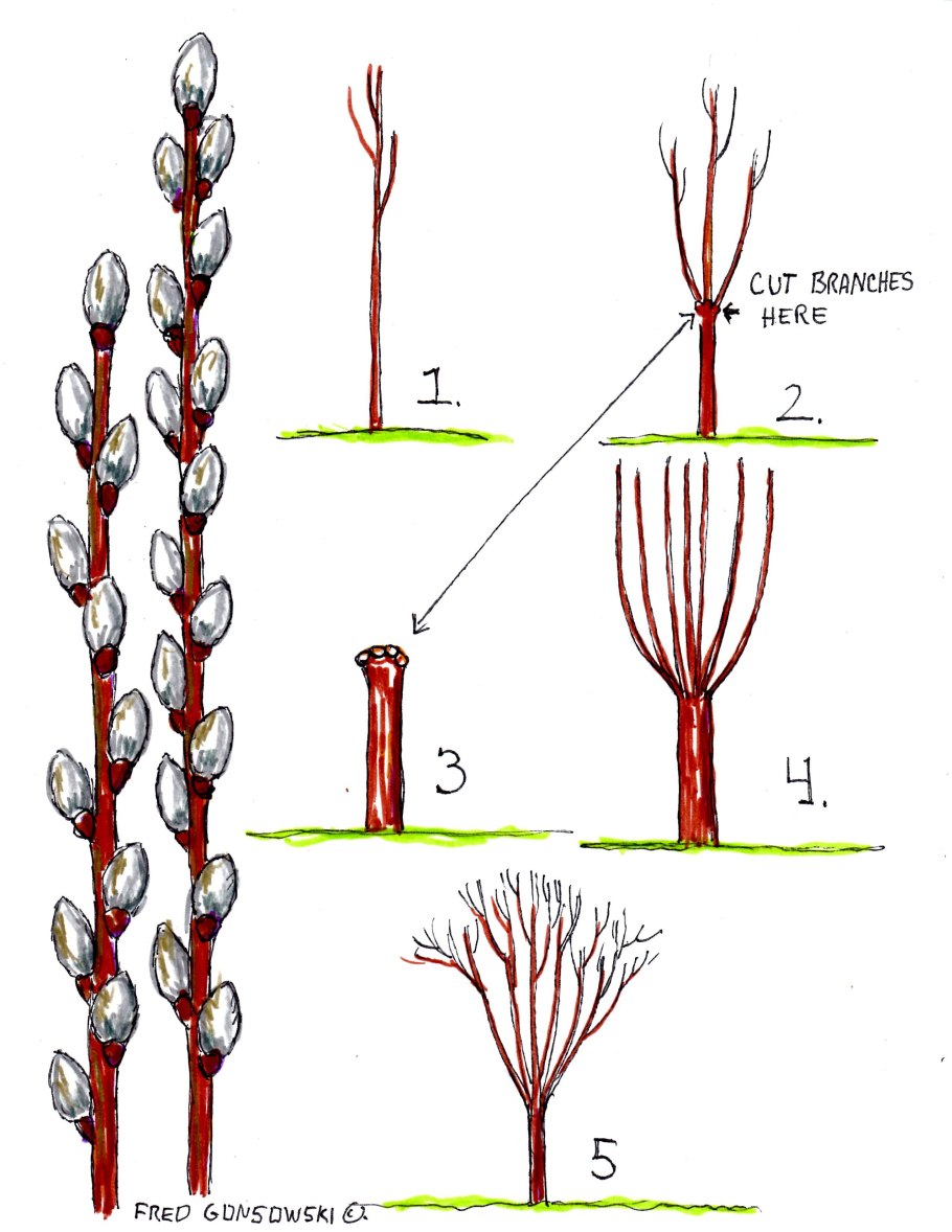 Ива пурпурная Salix purpurea usni