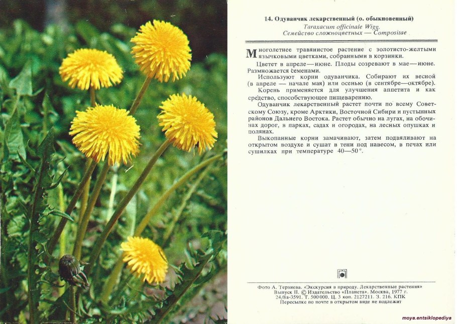 Одуванчик лекарственный семейство