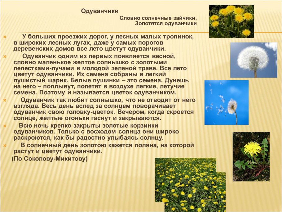 Строение корня одуванчика