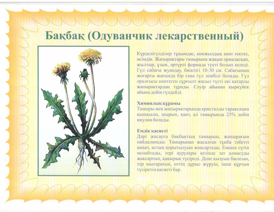 Жизненный цикл одуванчика
