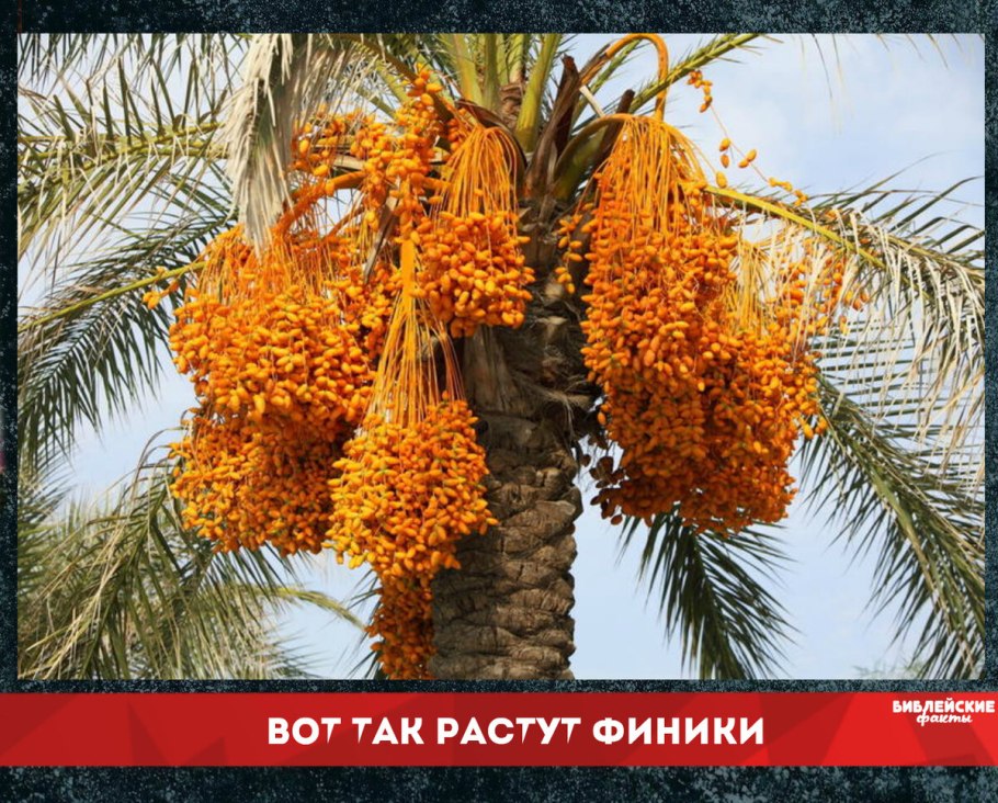Северная Африка финиковая Пальма