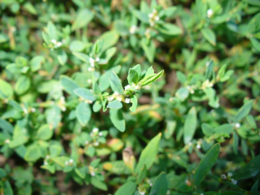 Горец птичий