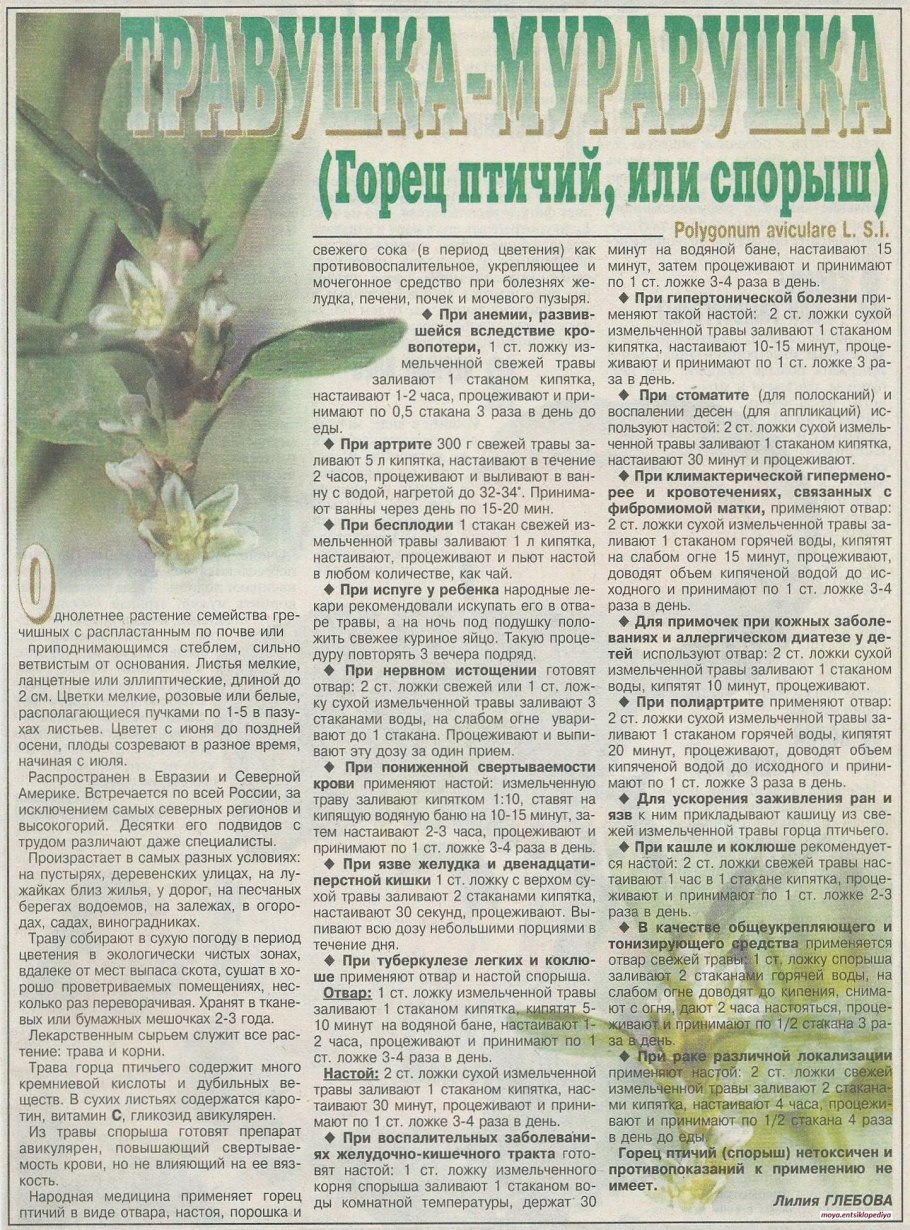 Спорыш горец птичий трава