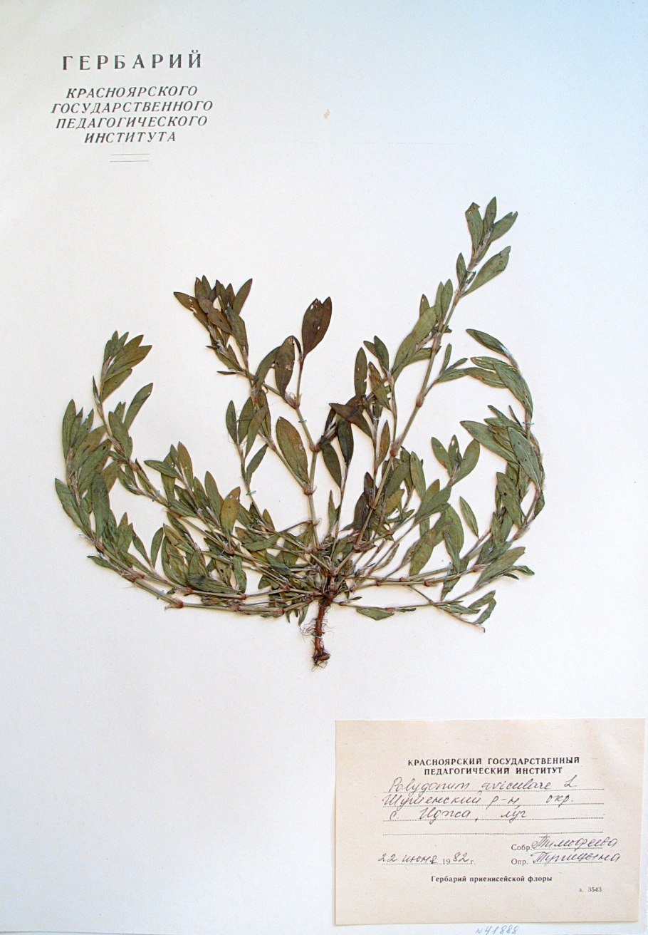 Горец птичий гербарий спорыш