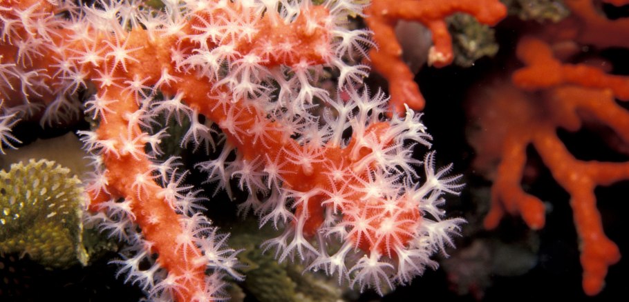 Коралл Acropora