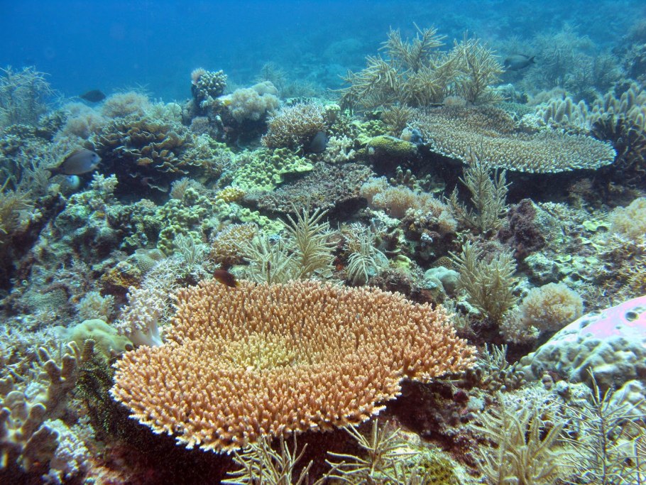 Риф Шарм-Эль-Шейх