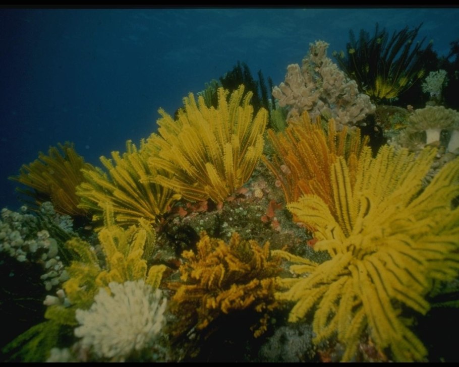 Красный коралл Кишечнополостные