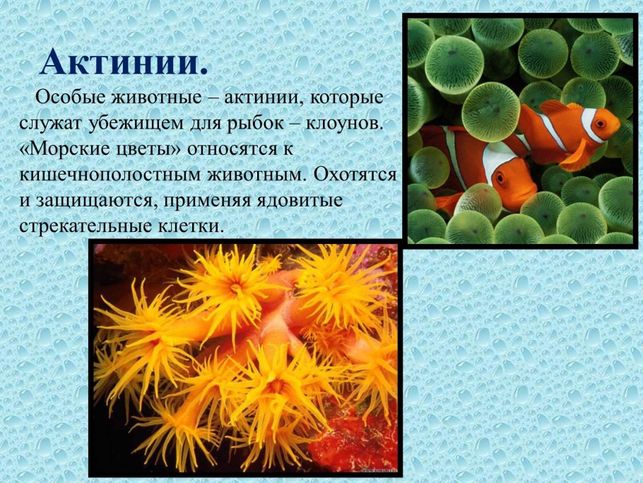 Коралловый риф Мексика