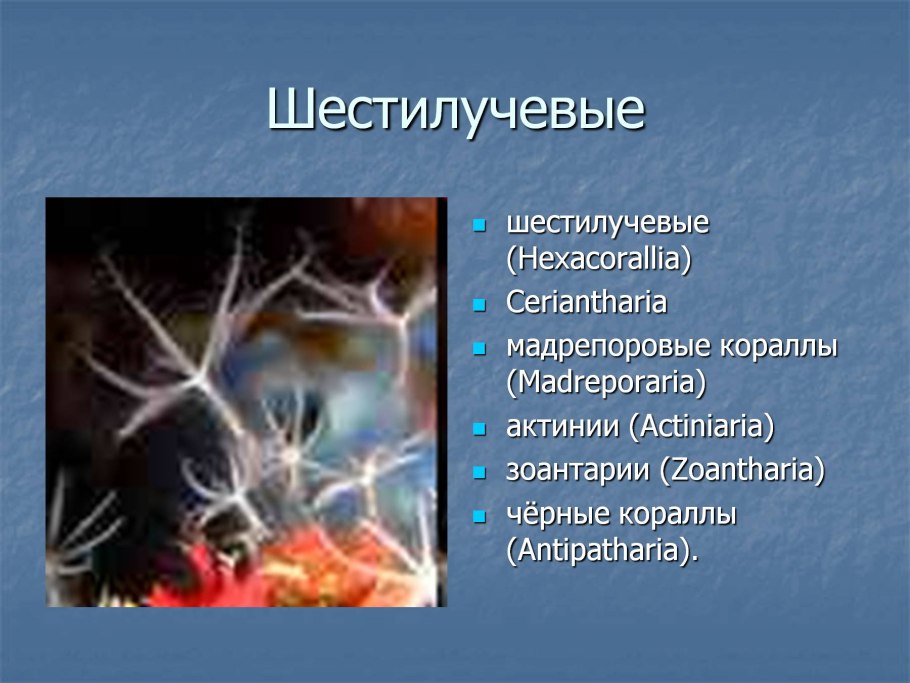 Морской веер