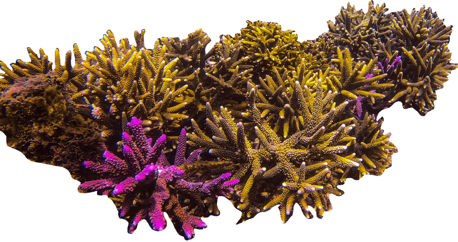 Cystiphyllum коралл