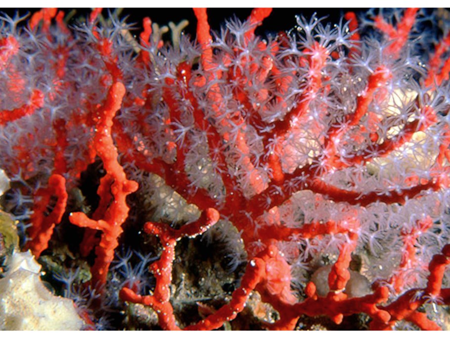 Губчатый коралл