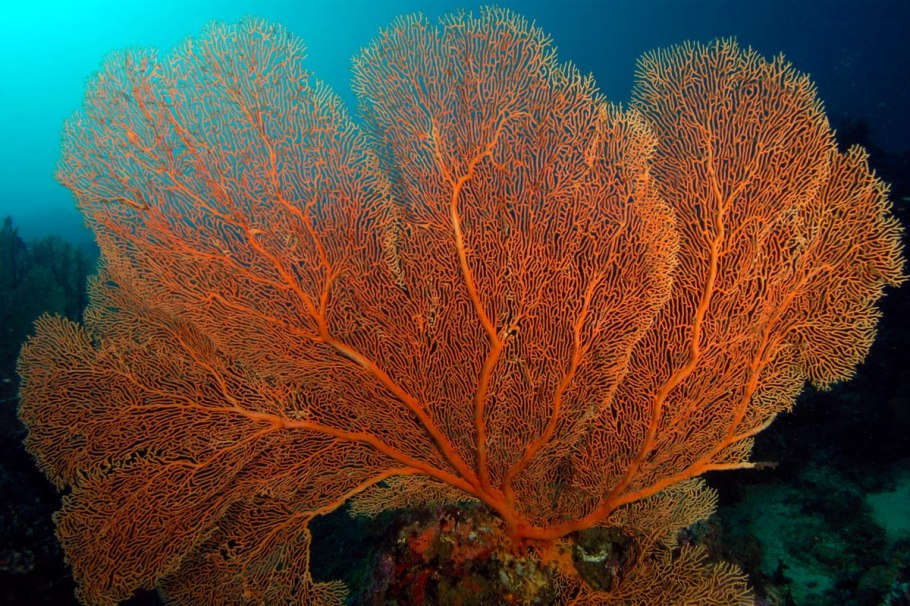 Ветвящиеся кораллы