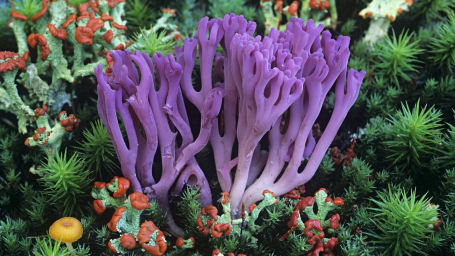 Оленерогий коралл