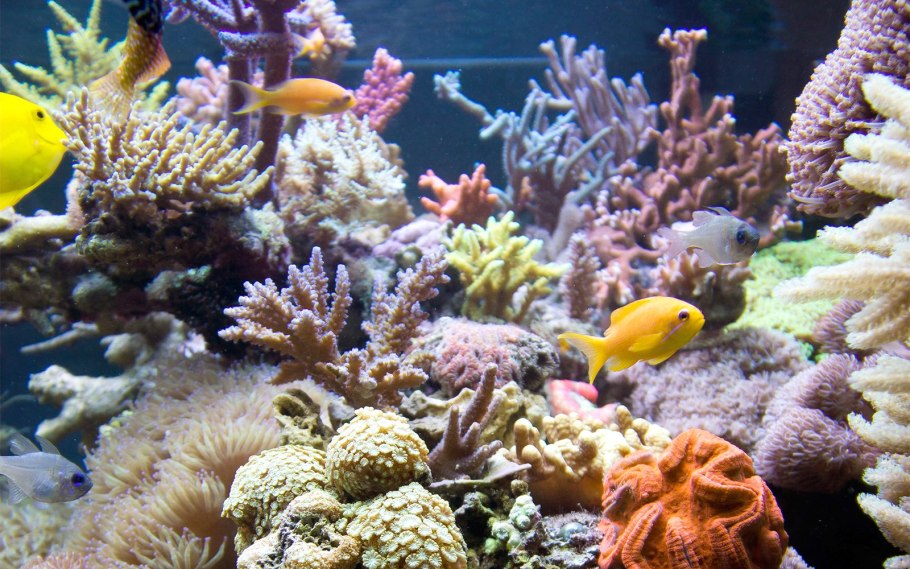 Рифы полипы