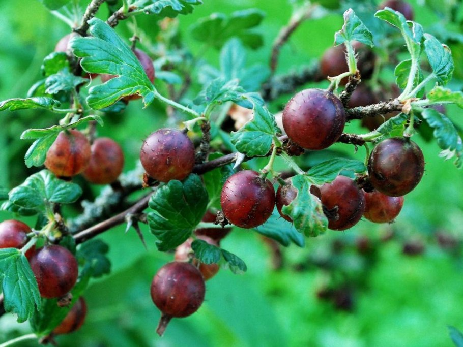 Крыжовник бесшипный салют