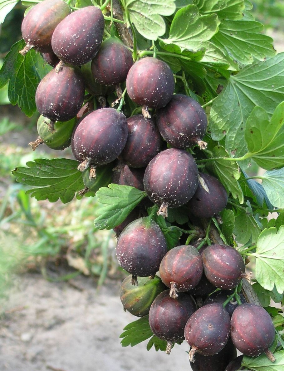 Крыжовник африканец