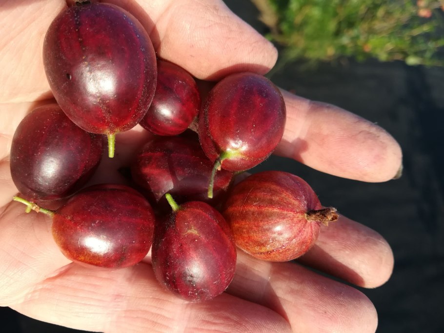 Крыжовник бесшипный Сириус