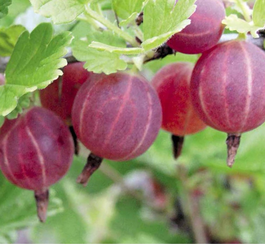 Бигуди BABYLISS Pro babts6gse