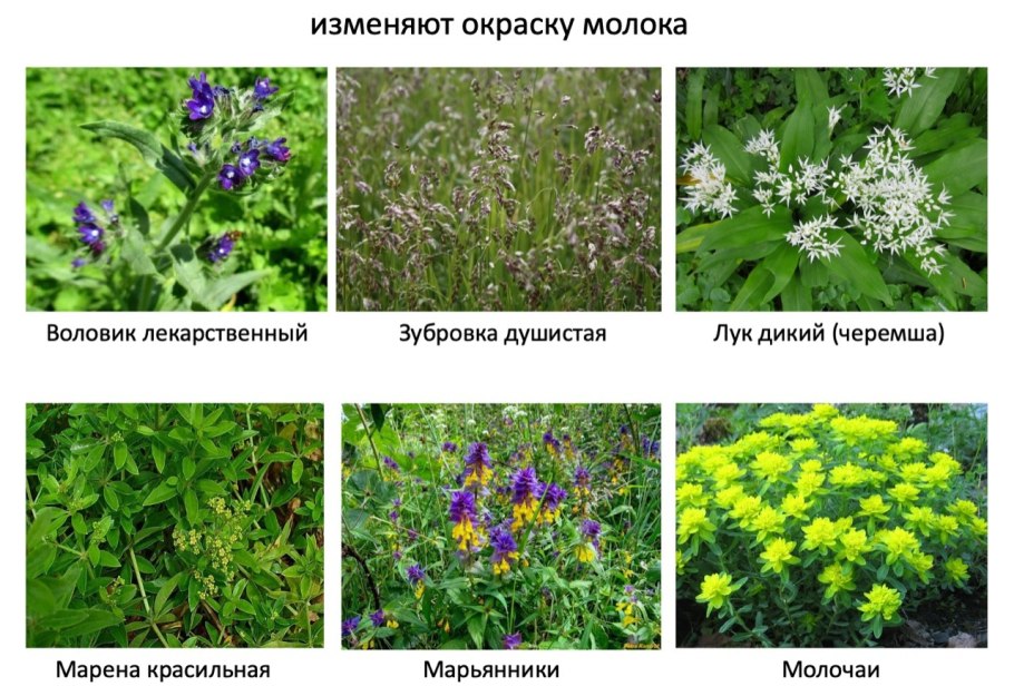 Кормовая трава медонос эспарцет