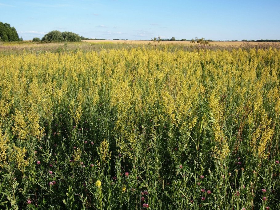 Сельское хозяйство Северного Кавказа кукуруза