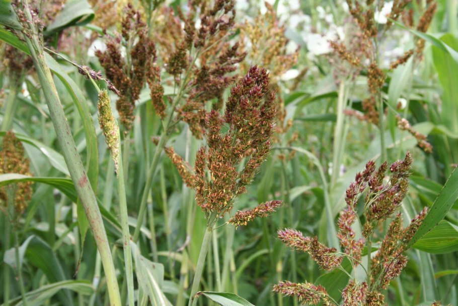 Цветение початка кукурузы