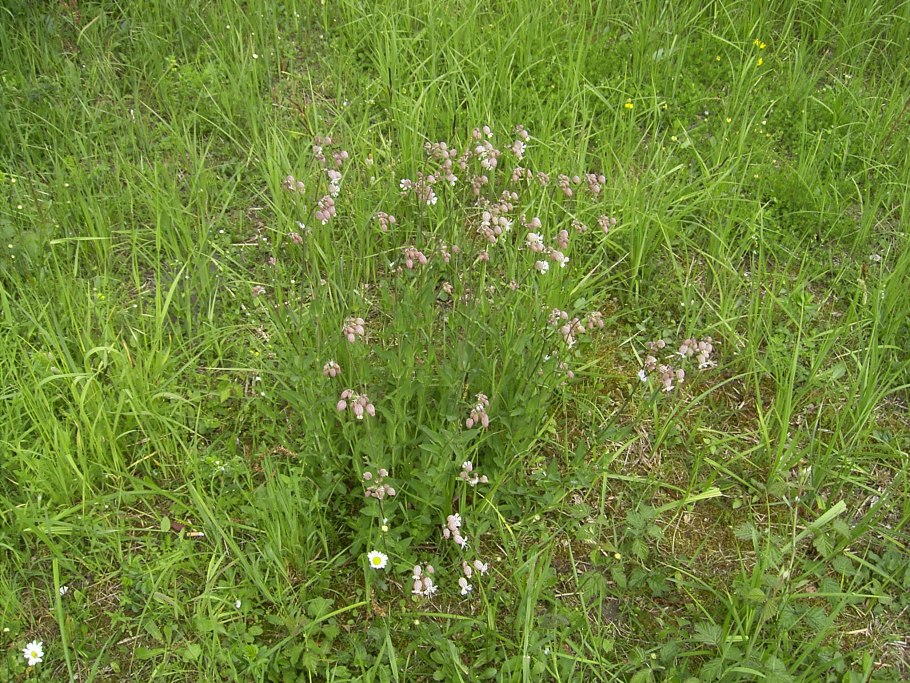 Зерновые растения пшеница