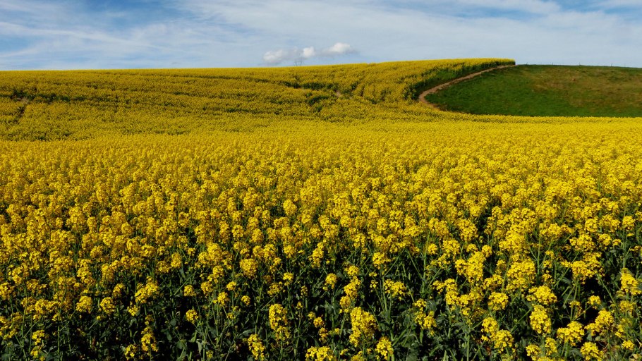 Осоковые многолетние кормовые травы