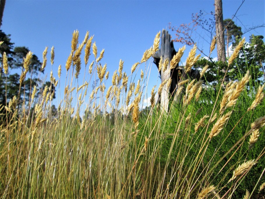 Лисохвост Луговой