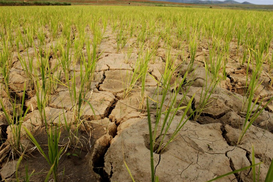 Семейство злаковые представители