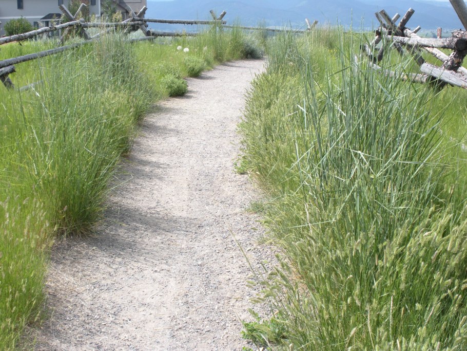 Прикубанская низменность