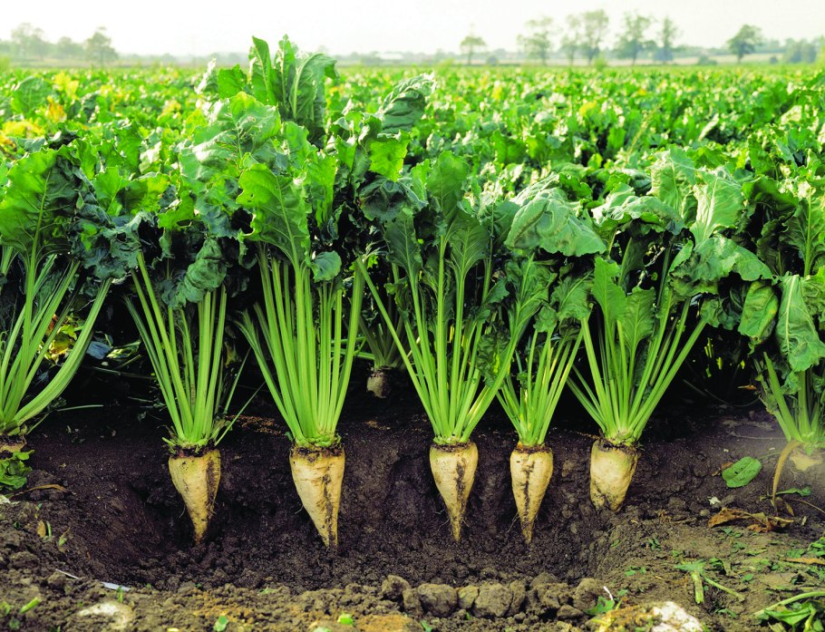 Уборка пшеницы