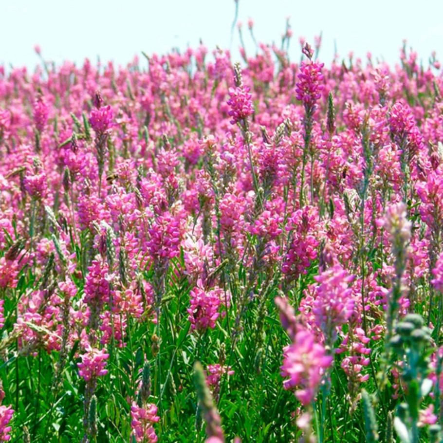 Поле кукурузово