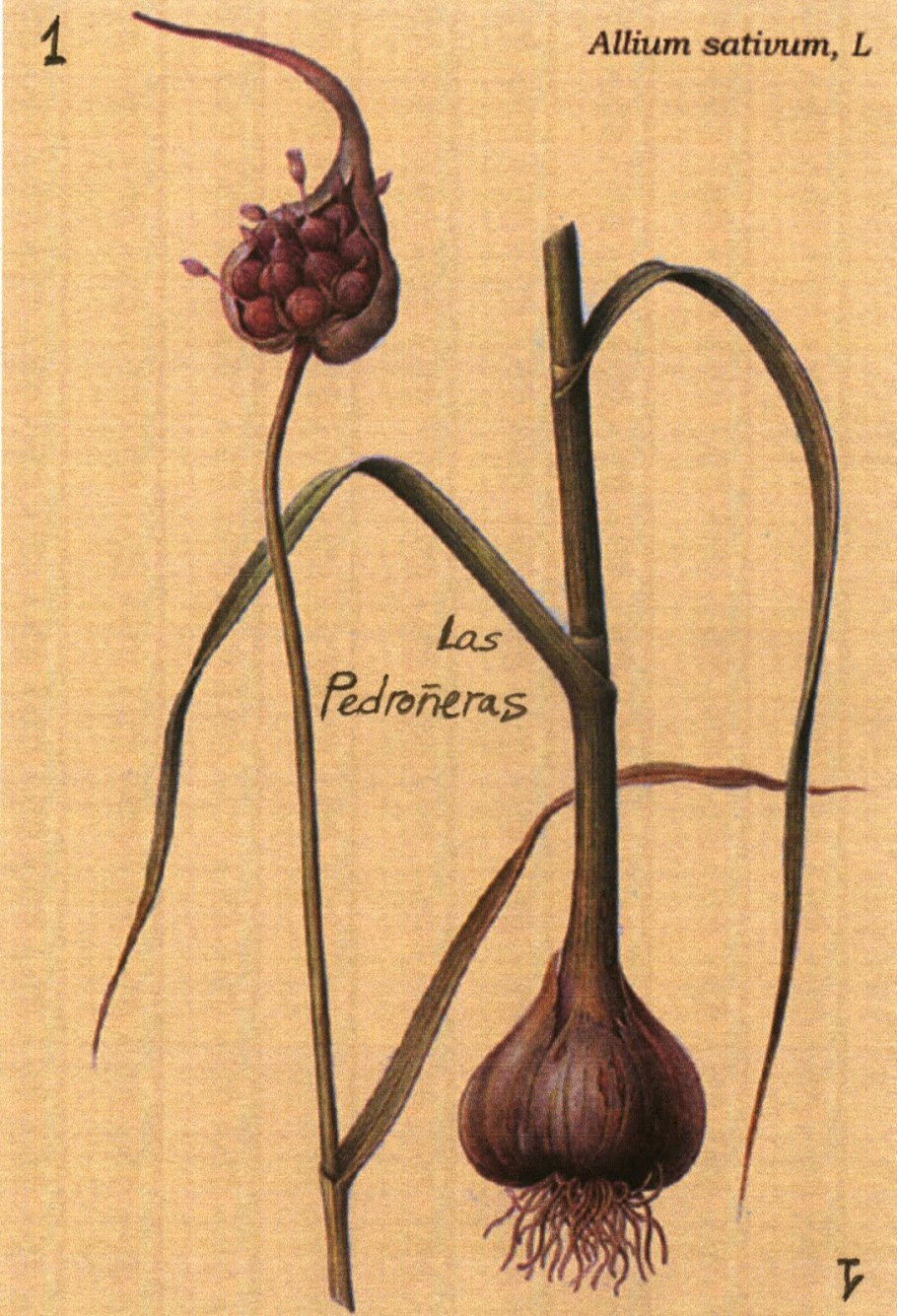 Чеснок Allium sativum