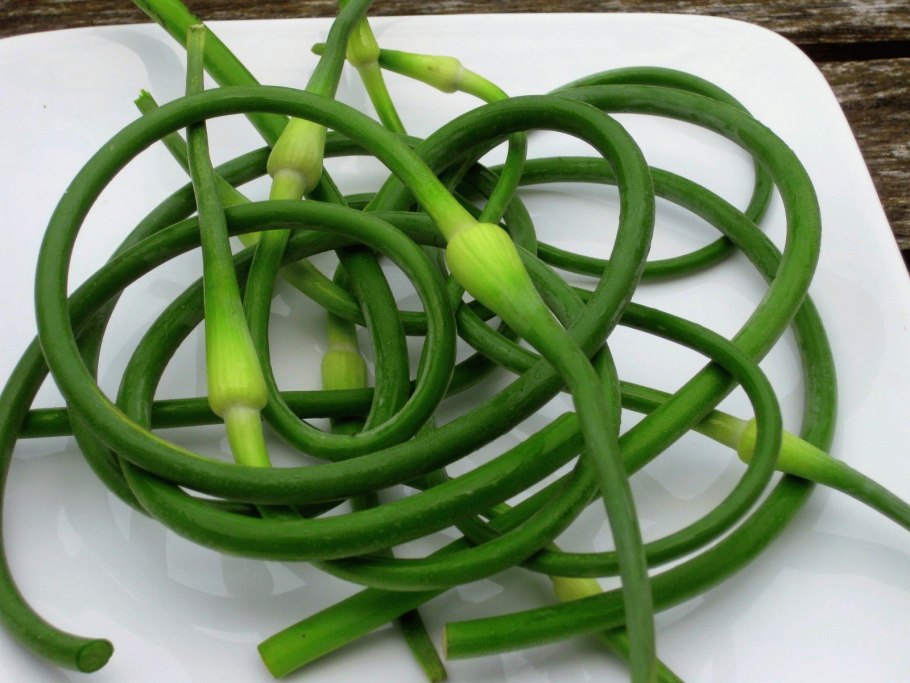 Чеснок посевной Allium sativum