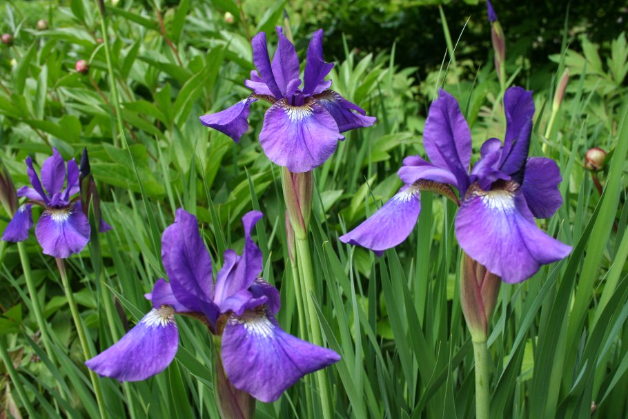 Ирис Сибирский (Iris sibirica &#96;Barcelona&#96;)