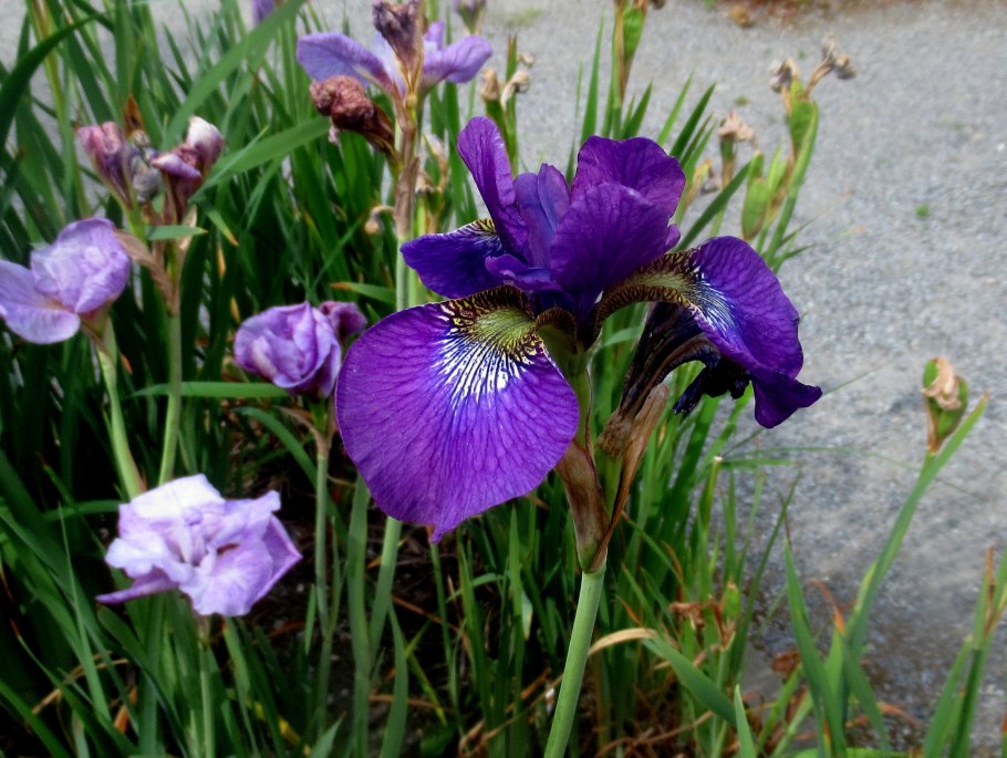 Churchill Lane Ирис