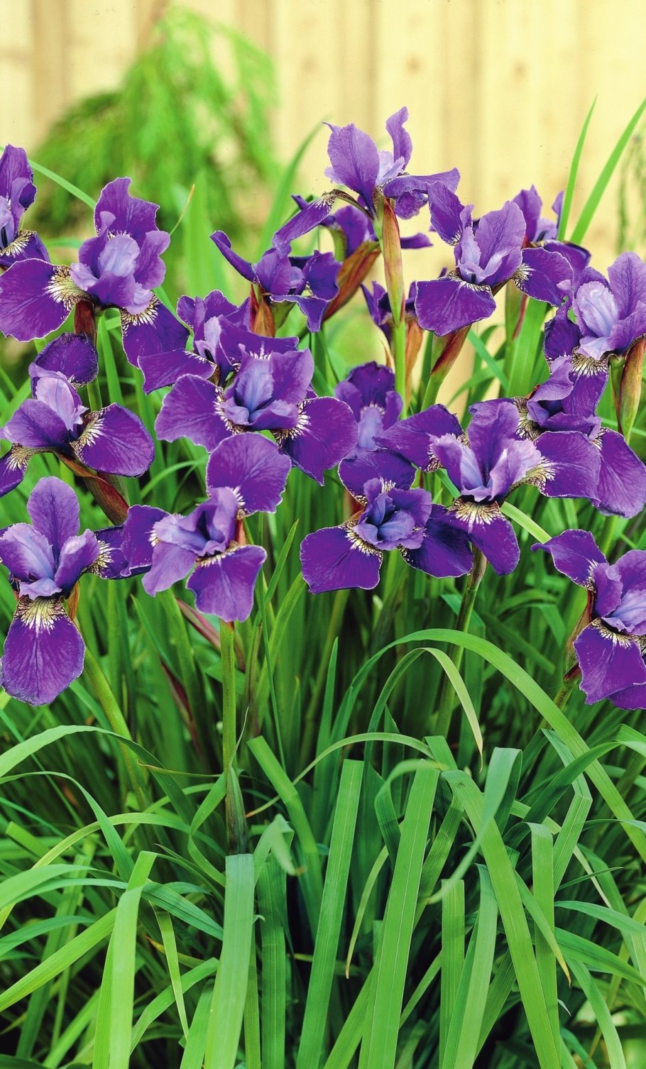 Iris setosa