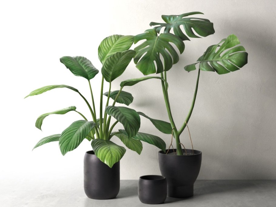 Монстера Monstera epipremnoides